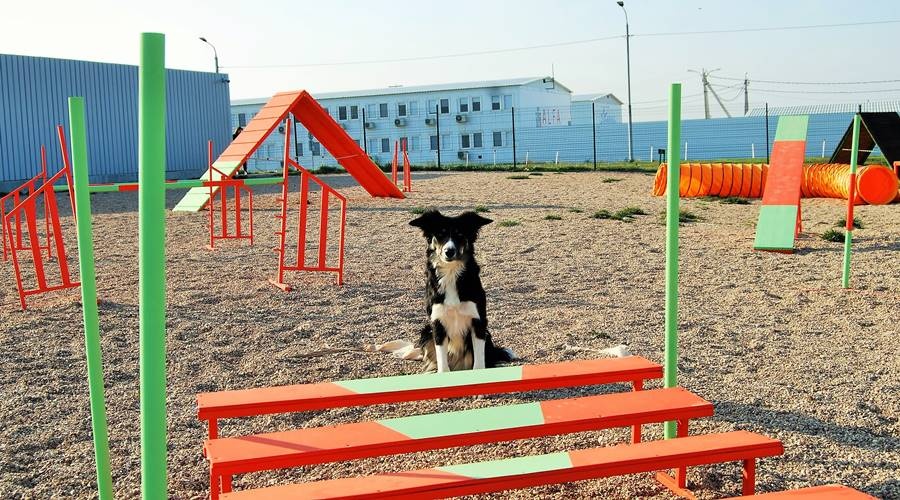 Собачью полосу препятствий установили на территории аэропорта Симферополь