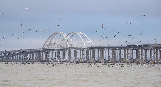 Экологи установили возле Крымского моста кормушки для бакланов, лебедей и чаек