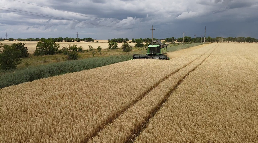 Аграрии Крыма уже собрали больше зерновых, чем в прошлом году