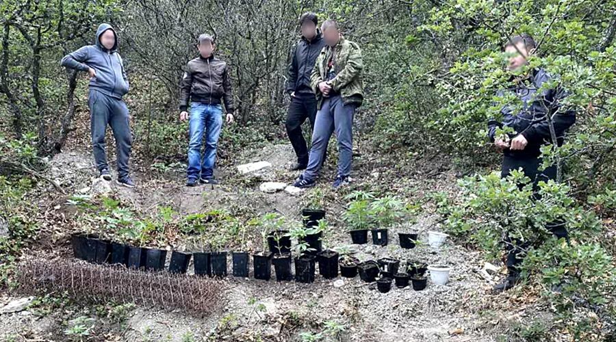 Полиция ликвидировала в Кировском районе спрятанную в лесу наркоплантацию