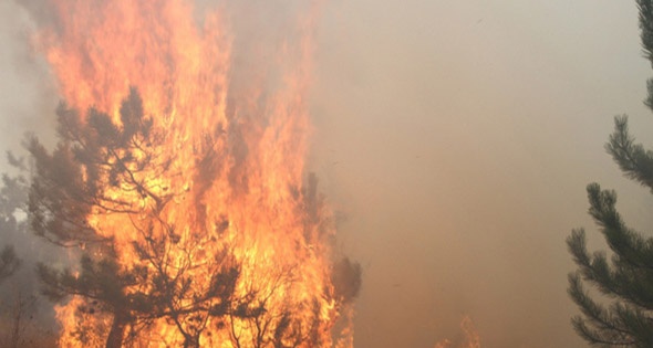 Ветер спровоцировал большой пожар рядом с Карадагским заповедником в Крыму