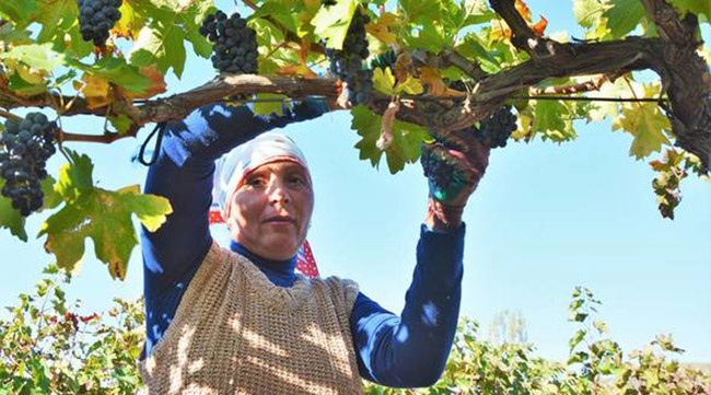 Аграрии Крыма перевыполнили планы по сбору винограда