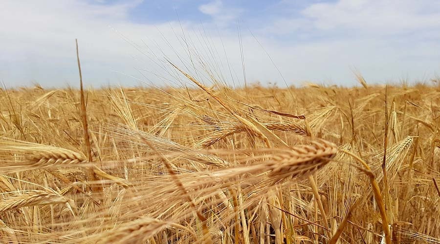 Минсельхоз Крыма перечислил аграриям 1,4 млрд рублей субсидий