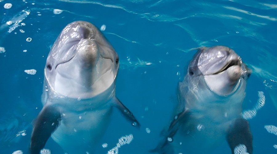 Число выброшенных на крымский берег дельфинов выросло за год на треть