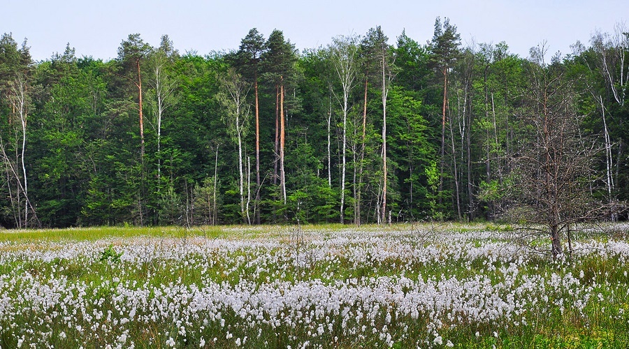 Секретарь Совбеза РФ предсказал полную потерю лесов для Европы
