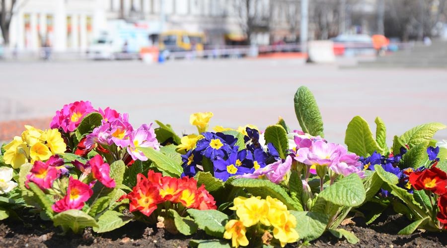 Около 6 тысяч цветов украсят к годовщине освобождения Симферополя сквер Победы и мемориал «Вечный огонь»