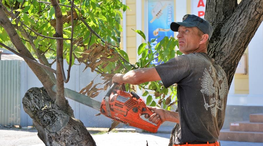 Обрезка почти 40 деревьев проведена в Симферополе за неделю