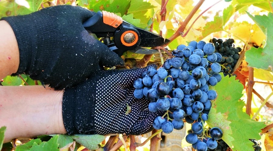 Феодосиец украл почти тонну винограда с полей крымского винзавода