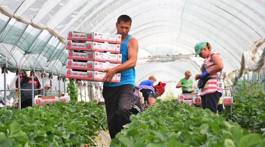 Зарплата аграриев Крыма выросла почти на 70% с 2015 года
