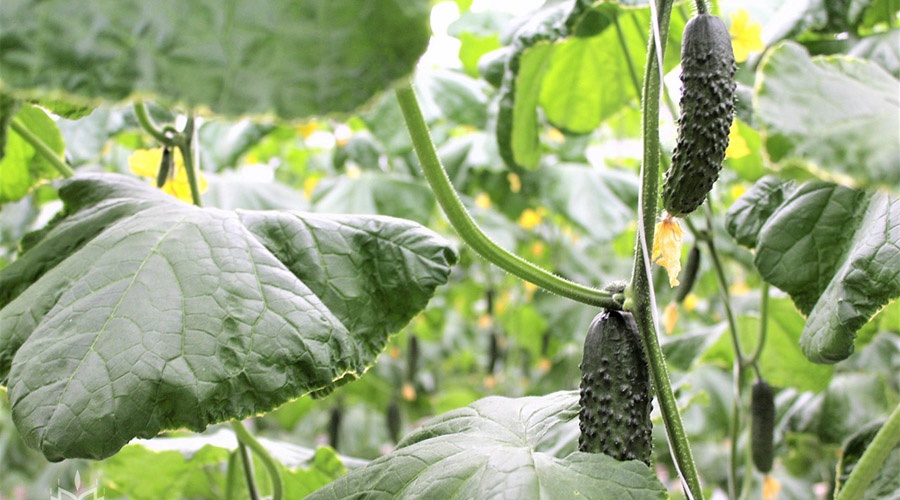 Крымские аграрии собрали 35 тыс тонн овощей и 56 тыс тонн плодово-ягодной продукции