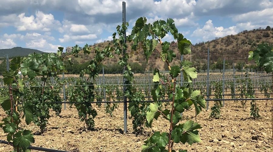 Инвестор заложил под Судаком 30 гектаров новых виноградников