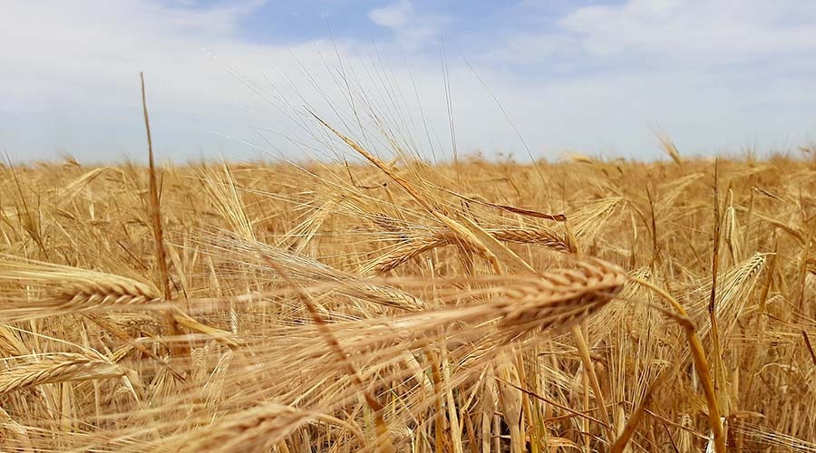 Крымские аграрии приступили к сбору урожая зерновых