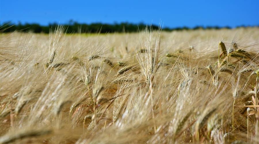 Крымские аграрии собрали первый миллион тонн зерна