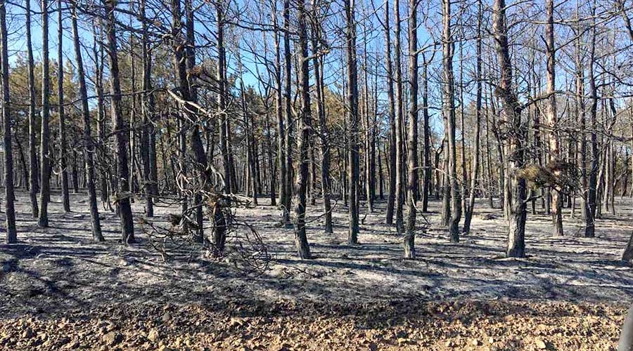 Почти 200 гектаров леса выгорело в Белогорском районе