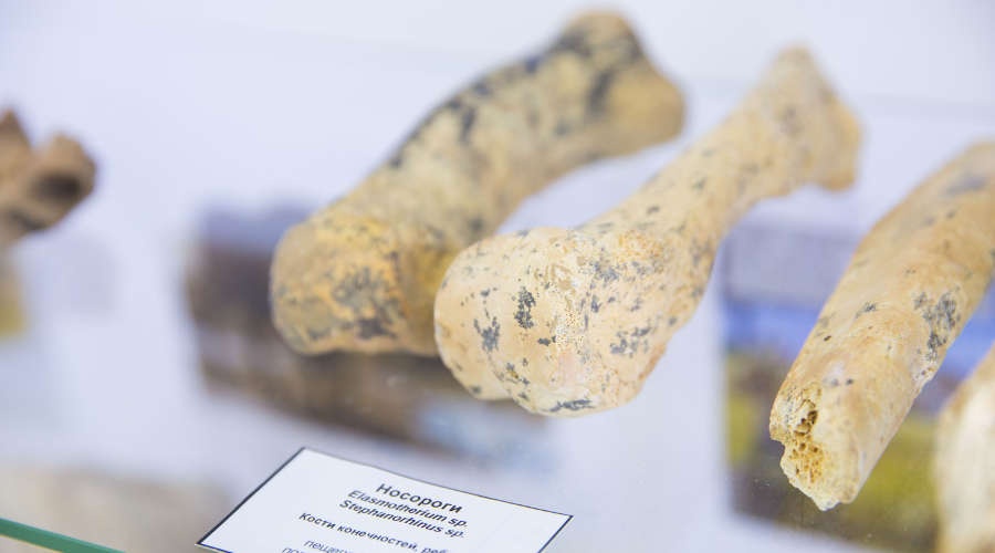 Останки древних животных из найденной у трассы «Таврида» пещеры показали на выставке в Крыму