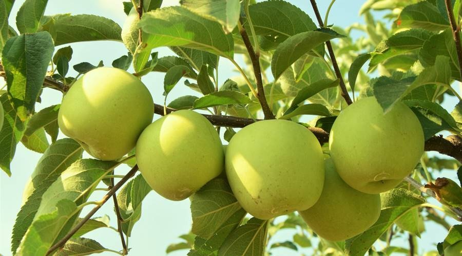 Производство любимых яблок российского императора возродят в Крыму