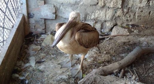 Инспекторы минприроды Крыма спасли и отправили на реабилитацию истощенного птенца розового пеликана