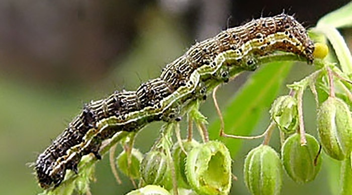Россельхозцентр предупредил об опасности распространения гусениц-вредителей в Крыму