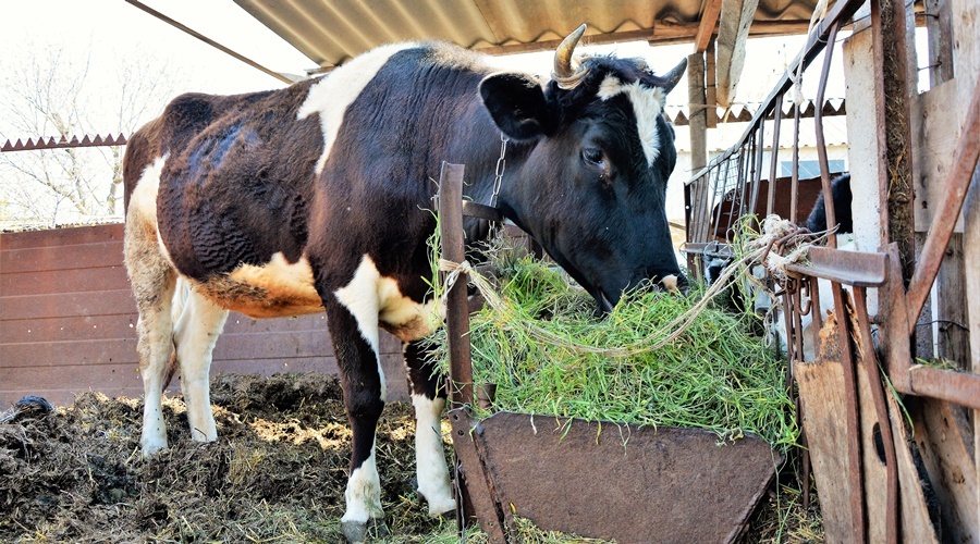 Бруцеллезом от коров в Белогорском районе заразились 9 человек – Роспотребнадзор