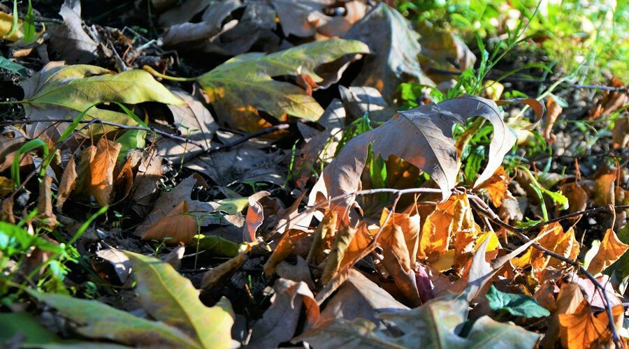 Коммунальщики пожаловались на выбрасывающих мусор в кучи с листьями симферопольцев