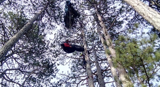 Спасатели сняли с дерева неудачно приземлившегося возле Мисхора парапланериста