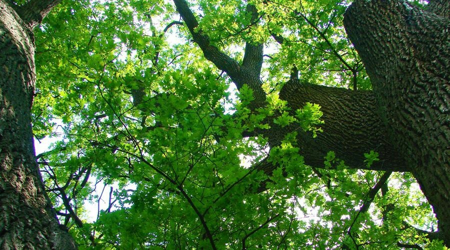 Власти Симферополя примут на баланс 600 га городских лесов