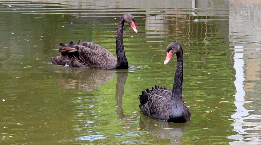 Пара черных лебедей поселилась на озере Симферопольского зооуголка
