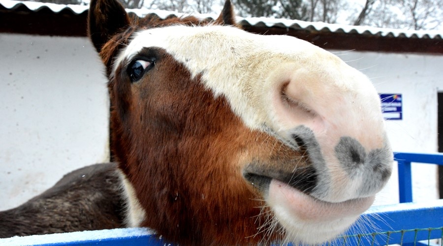 Лошадь откусила палец 5-летней девочке в зооуголке Симферополя
