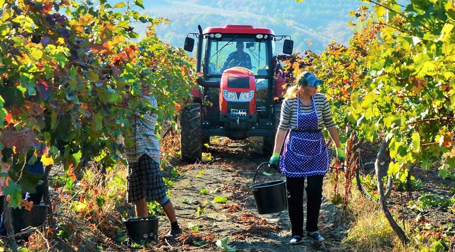 Госдума приняла в окончательном чтении базовый закон о виноградарстве и виноделии