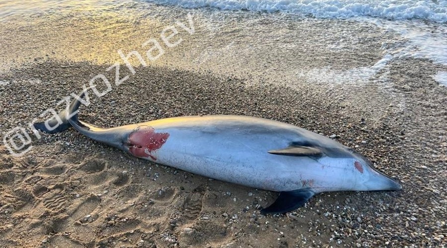 Предположительно один из выпущенных в Севастополе дельфинов найден мертвым