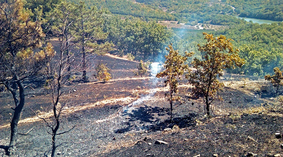 Спасатели потушили лесной пожар под Феодосией на площади 3 гектара