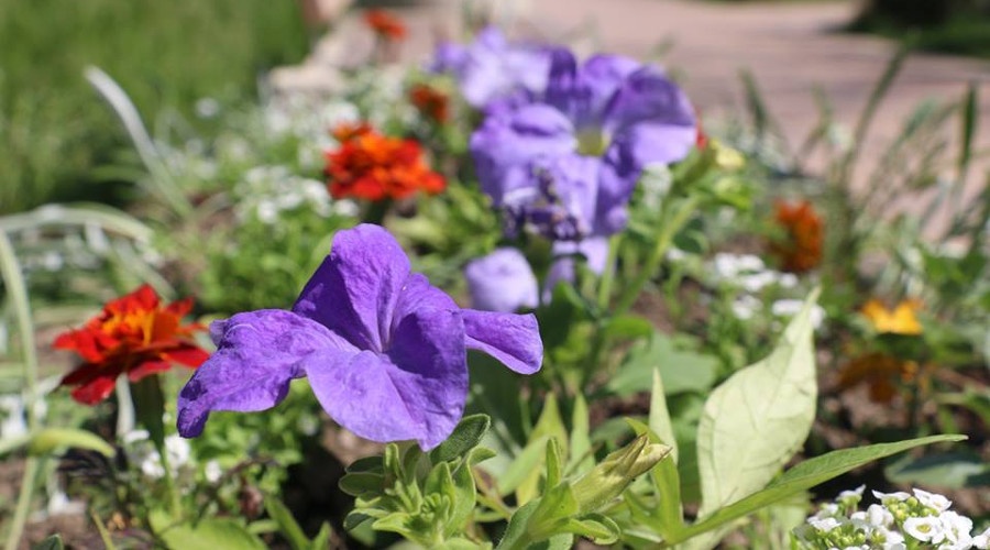 Коммунальщики высадят в Керчи более 14 тысяч цветов