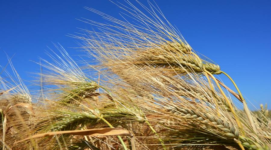 Крым начал формировать партию зерновых для доставки в Сирию