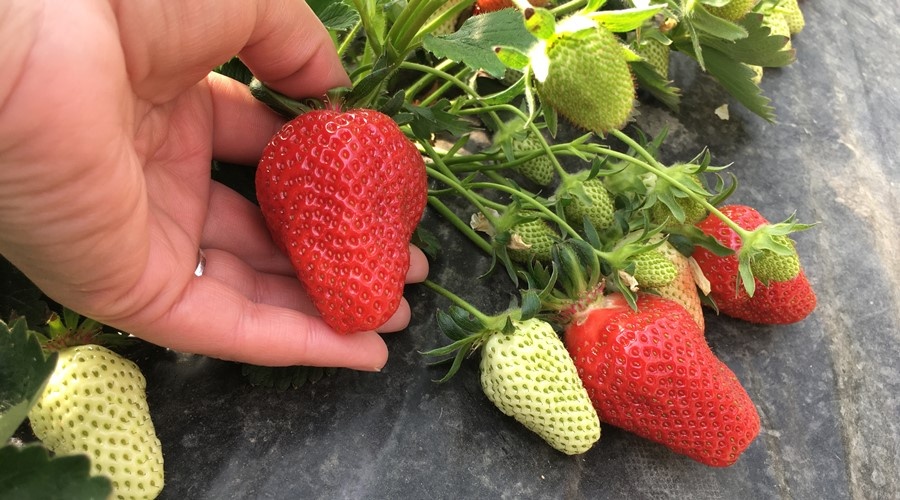Крымские аграрии на 5% увеличат сбор ягод в этом году