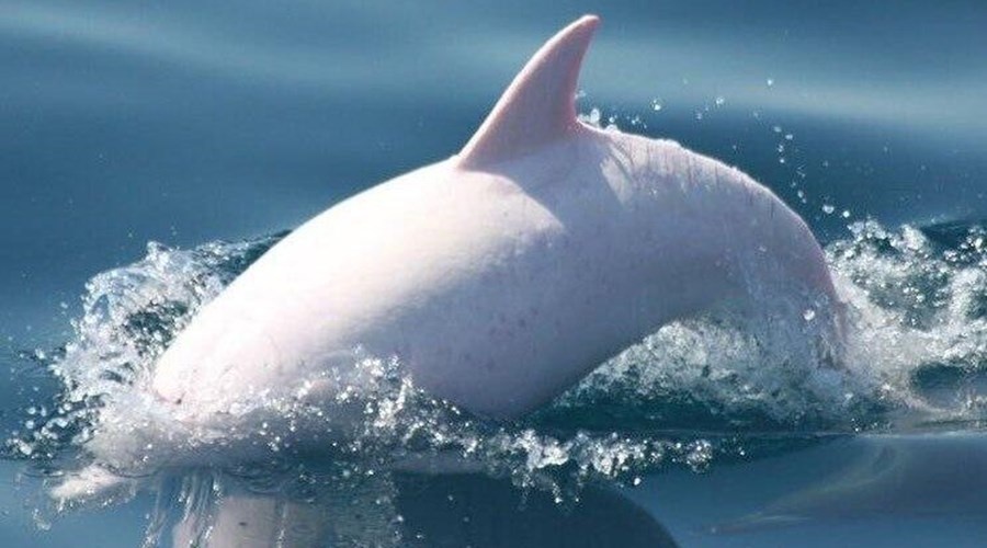 Ученые впервые за семь лет встретили дельфина-альбиноса в Черном море