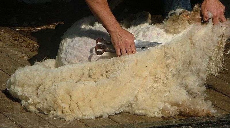 Масштабная стрижка овец началась в Крыму