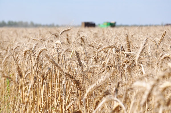 Крымские аграрии собрали в текущем году почти вдвое больше зерна