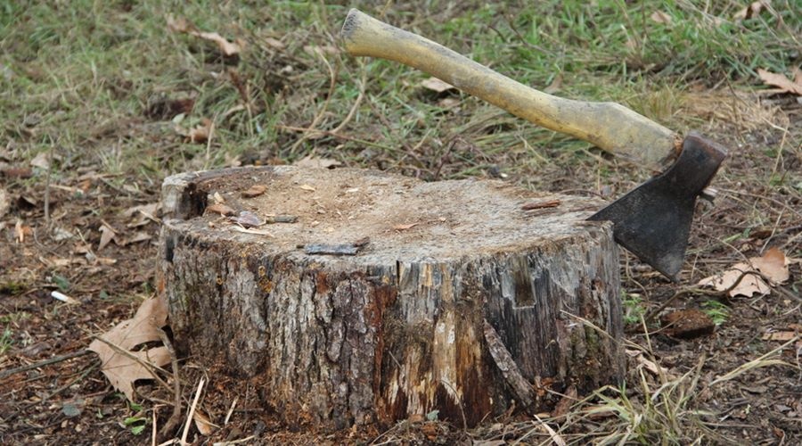 Администрация Симферополя пересмотрит решение о сносе 50 деревьев в жилом микрорайоне