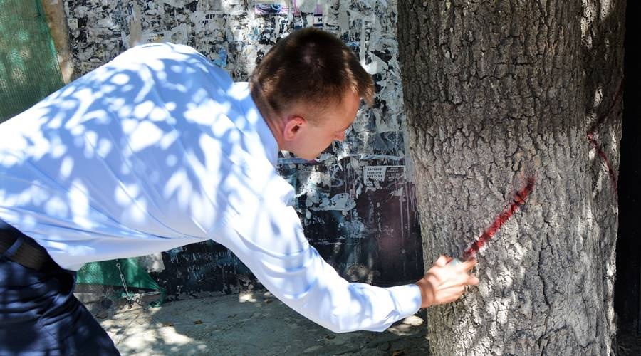 Число подлежащих сносу деревьев на ул. Александра Невского в Симферополе сократилось до 36