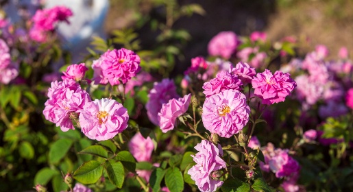 «Крымская Роза» собрала 50 тонн лепестков роз для производства натуральной косметики