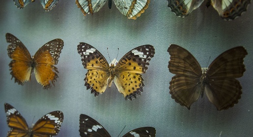 КФУ показал уникальную коллекцию бабочек