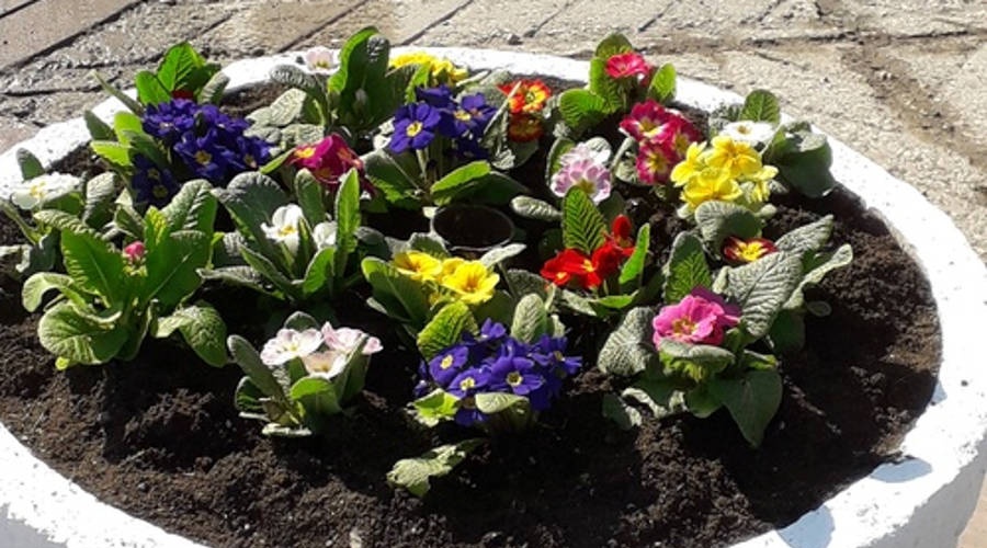 Центр Симферополя к пятилетию Крымской весны украсили двумя тысячами цветов