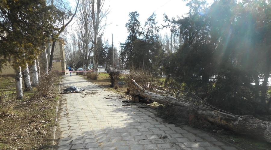 СК возбудил уголовное дело после гибели мужчины под упавшим деревом в Керчи 