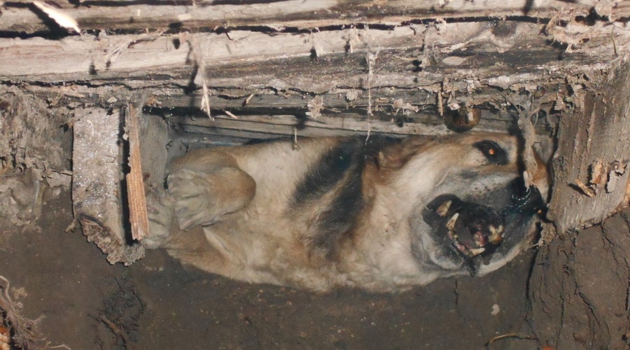 Пятеро спасателей доставали в Бахчисарае упавшую в ливневку собаку