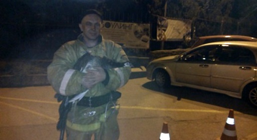 Крымские огнеборцы спасли павлина на пожаре в Партените (ФОТО)