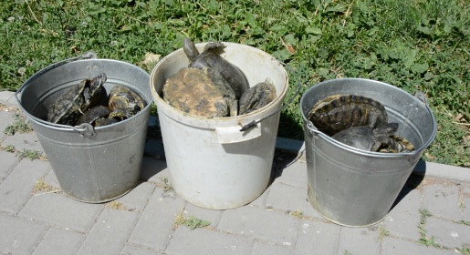 Три ведра черепах выпустили в озеро главного парка Симферополя (ФОТО, ВИДЕО)