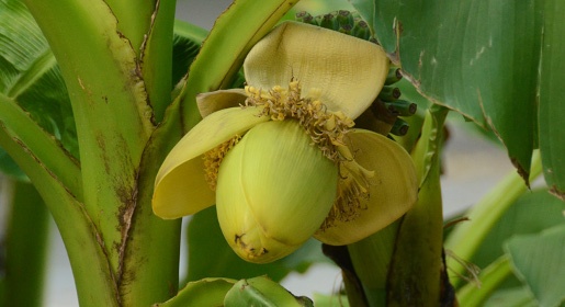 Экзотические бананы зацвели в Никитском ботсаду (ФОТО)