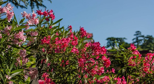 Более 50 сортов олеандра распустились в Никитском ботаническом саду (ФОТО)