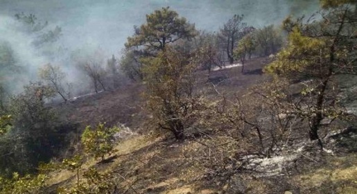 Сотрудники МЧС предотвратили распространение крупного пожара на лес в районе Коктебеля (ФОТО)