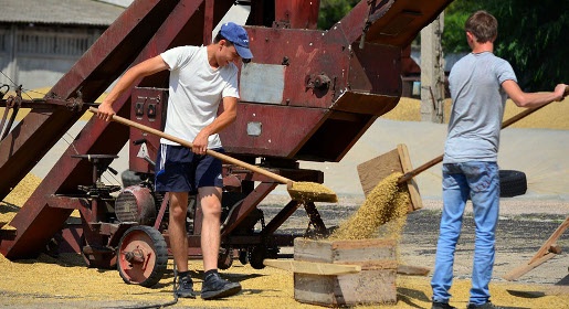 Крымский федеральный университет собрал более 4 тысяч тонн зерновых (ФОТО)
